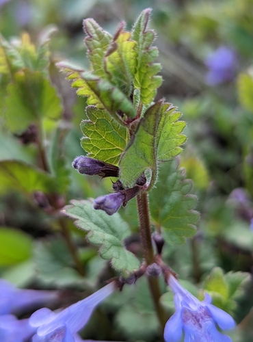 Šliaužiančioji tramažolė nuotrauka