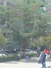 Vachellia xanthophloea