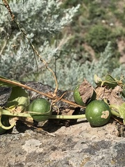 Bryonia verrucosa image