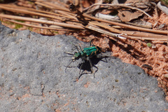 Cicindela tranquebarica parallelonota