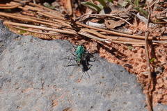 Cicindela tranquebarica parallelonota