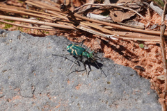 Cicindela tranquebarica parallelonota