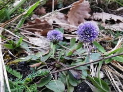 Globularia bisnagarica
