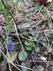 Globularia bisnagarica