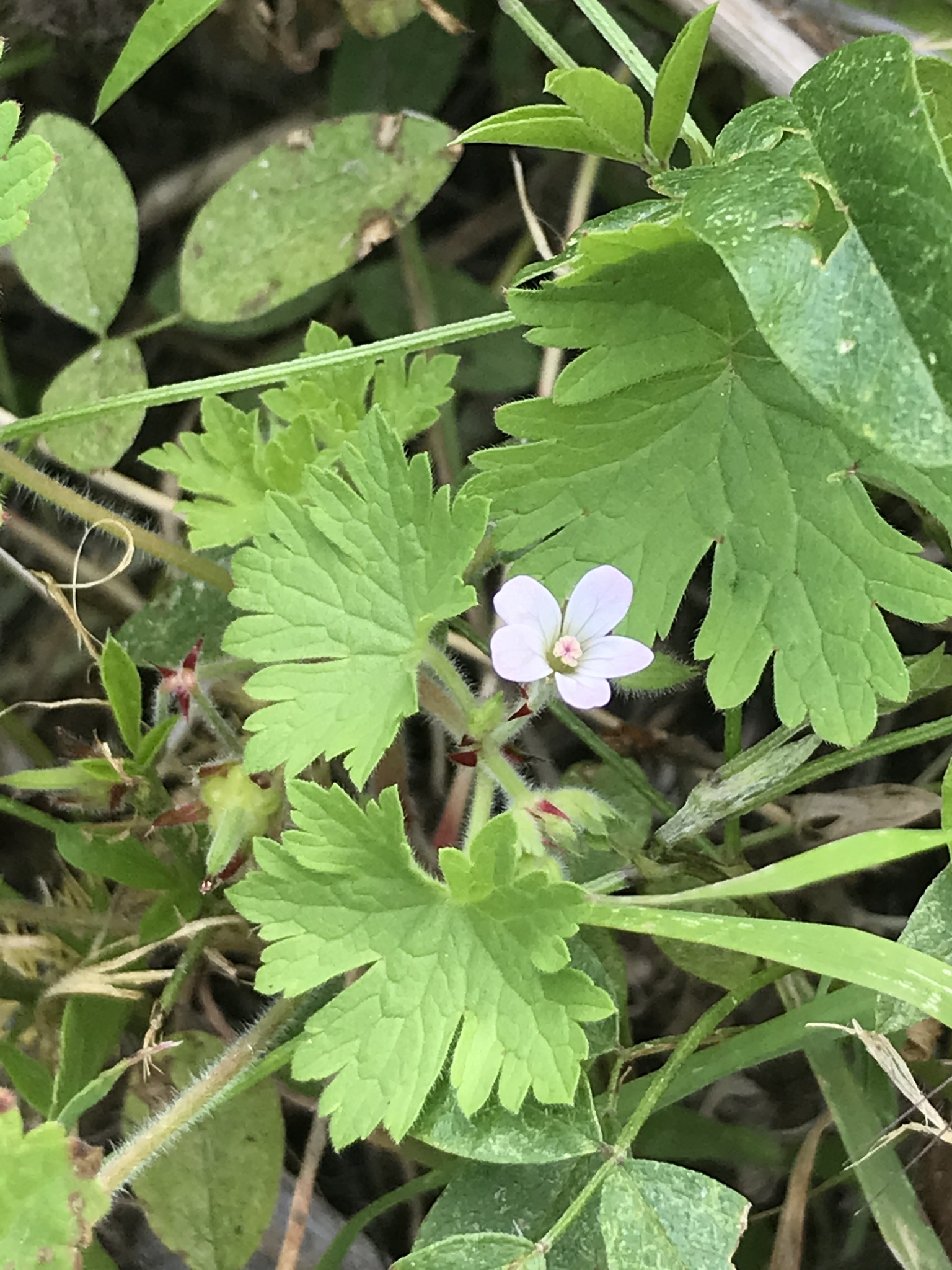 Geranium rotundifolium