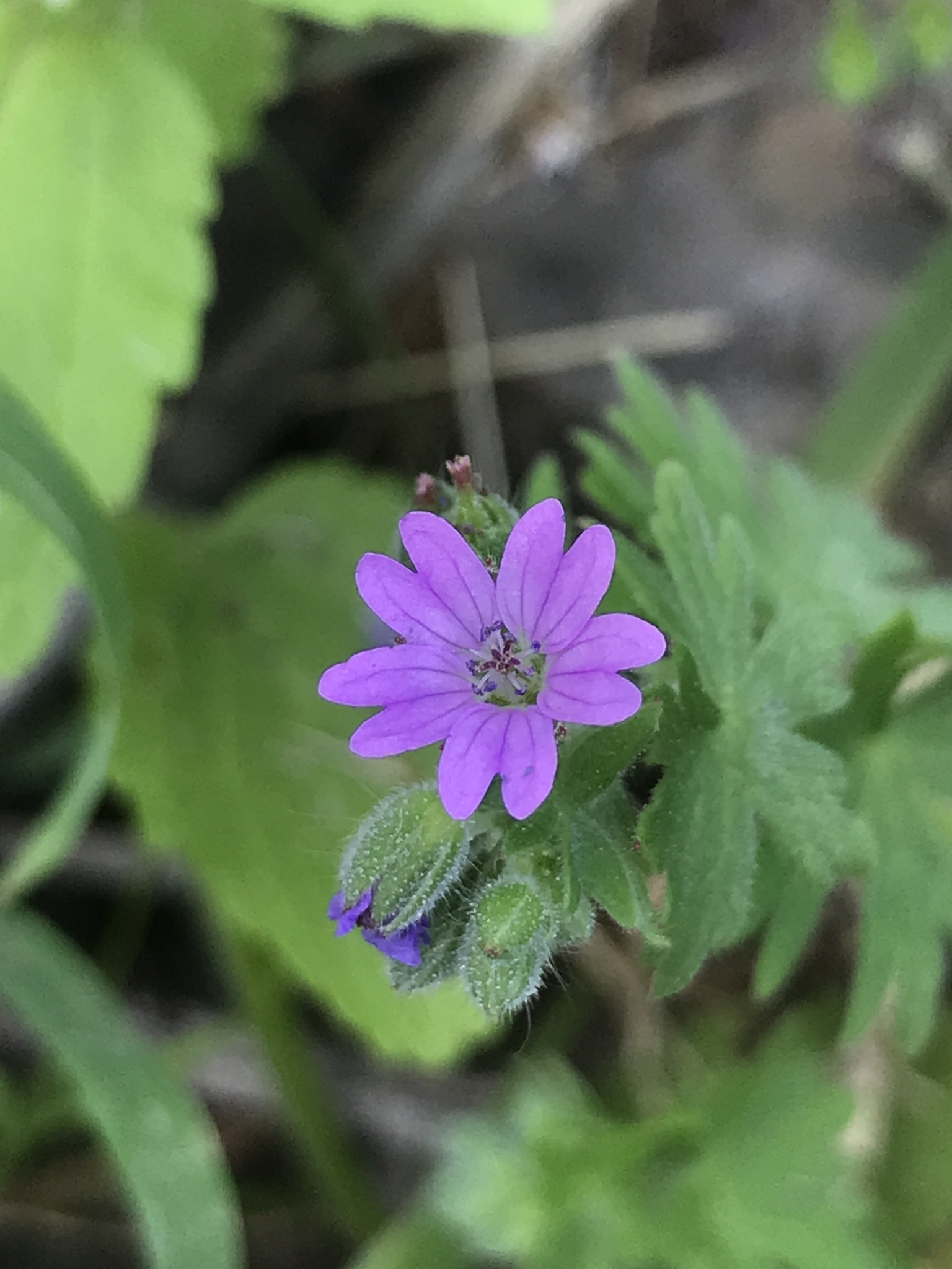 Geranium molle