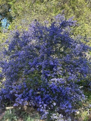 Ceanothus impressus
