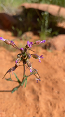 Boechera breweri