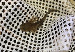Ambystoma opacum