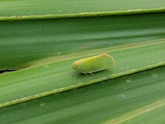 Ormenaria rufifascia