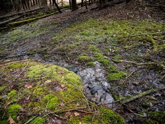 Cardamine rotundifolia