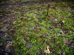 Cardamine rotundifolia