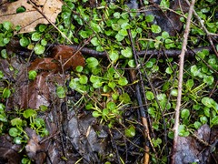 Cardamine rotundifolia