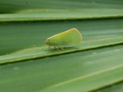 Ormenaria rufifascia