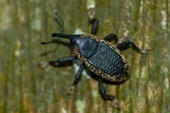 Homalinotus deplanatus