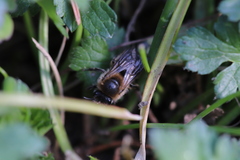 Colletes cunicularius