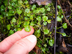 Cardamine rotundifolia