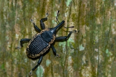 Homalinotus deplanatus