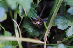 Colletes cunicularius