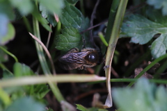 Colletes cunicularius