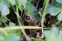 Colletes cunicularius