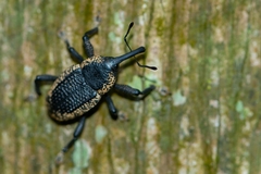 Homalinotus deplanatus