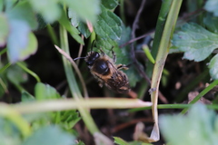Colletes cunicularius