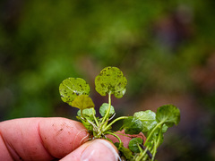Cardamine rotundifolia