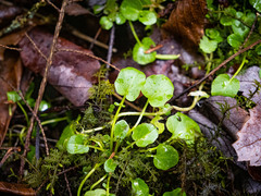 Cardamine rotundifolia