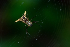 Micrathena sanctispiritus