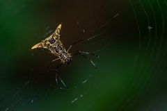 Micrathena sanctispiritus