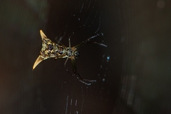Micrathena sanctispiritus