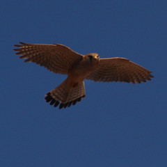 Falco tinnunculus dacotiae