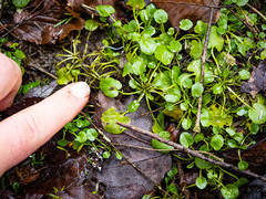 Cardamine rotundifolia
