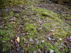 Cardamine rotundifolia