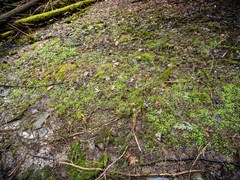 Cardamine rotundifolia