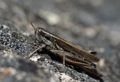 Dichroplus elongatus