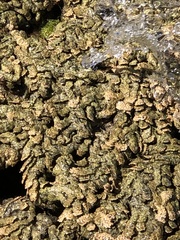 Phragmatopoma caudata