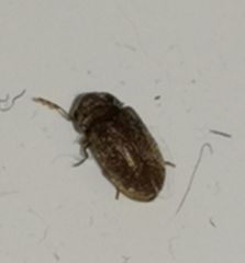 Stegobium