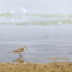 Calidris minuta