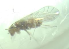Lachesilla quercus
