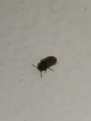 Stegobium