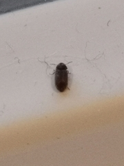 Stegobium