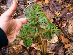 Sceptridium oneidense