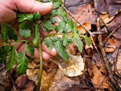 Sceptridium oneidense