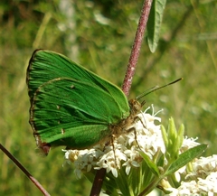 Cyanophrys argentinensis