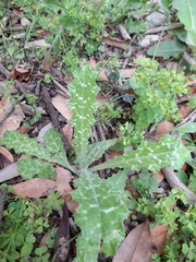 Tyrimnus leucographus