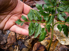 Sceptridium oneidense