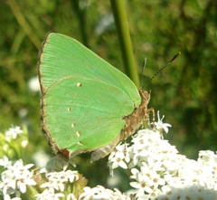 Cyanophrys argentinensis