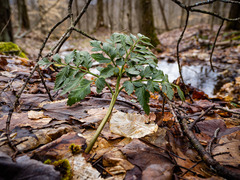 Sceptridium oneidense